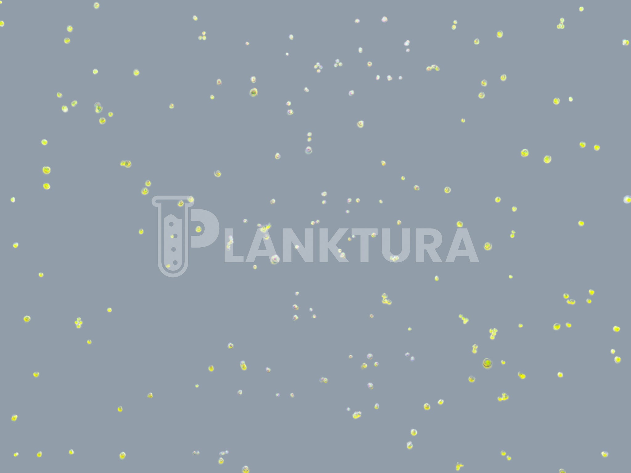 Nannochloropsis Live Phytoplankton - Coral Shots